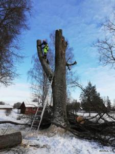 Bīstamo koku zāģēšana