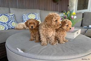 Apburoši maltipoo mazuļi