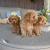 Apburoši maltipoo mazuļi - 450€