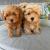 Apburoši maltipoo mazuļi