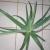 Alveja / Алоэ / Aloe vera