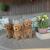 Apburoši maltipoo mazuļi